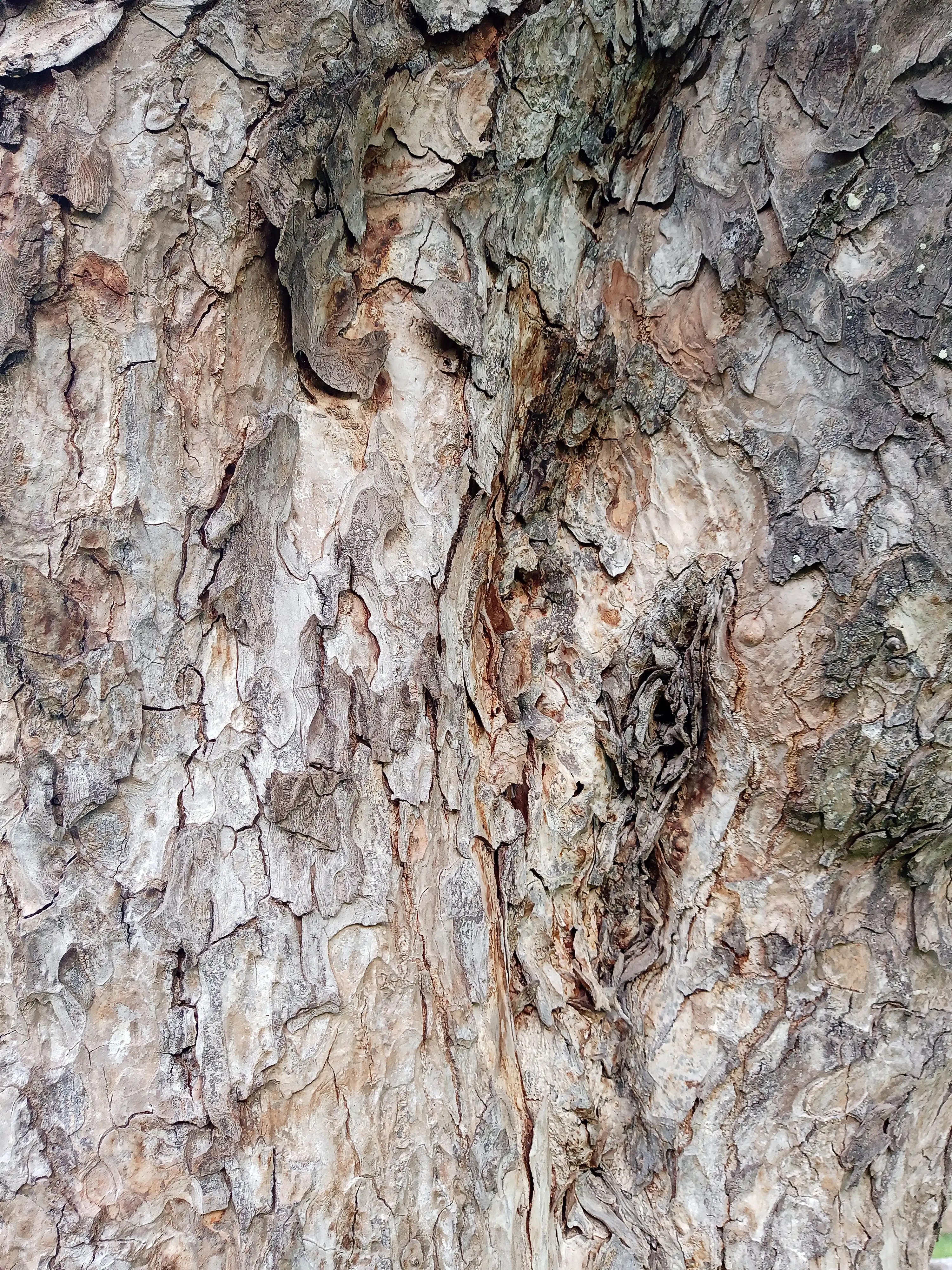 Tree 1