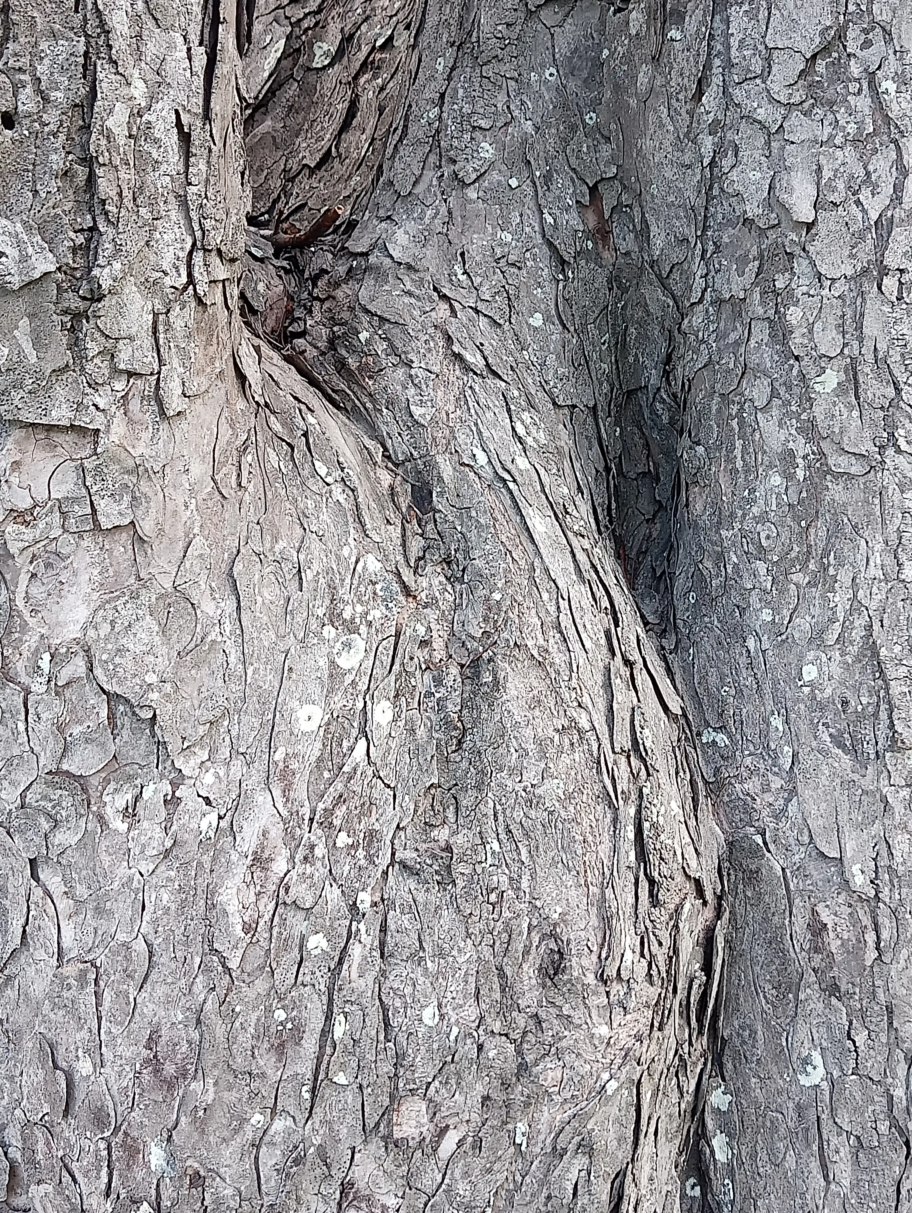 Tree 2