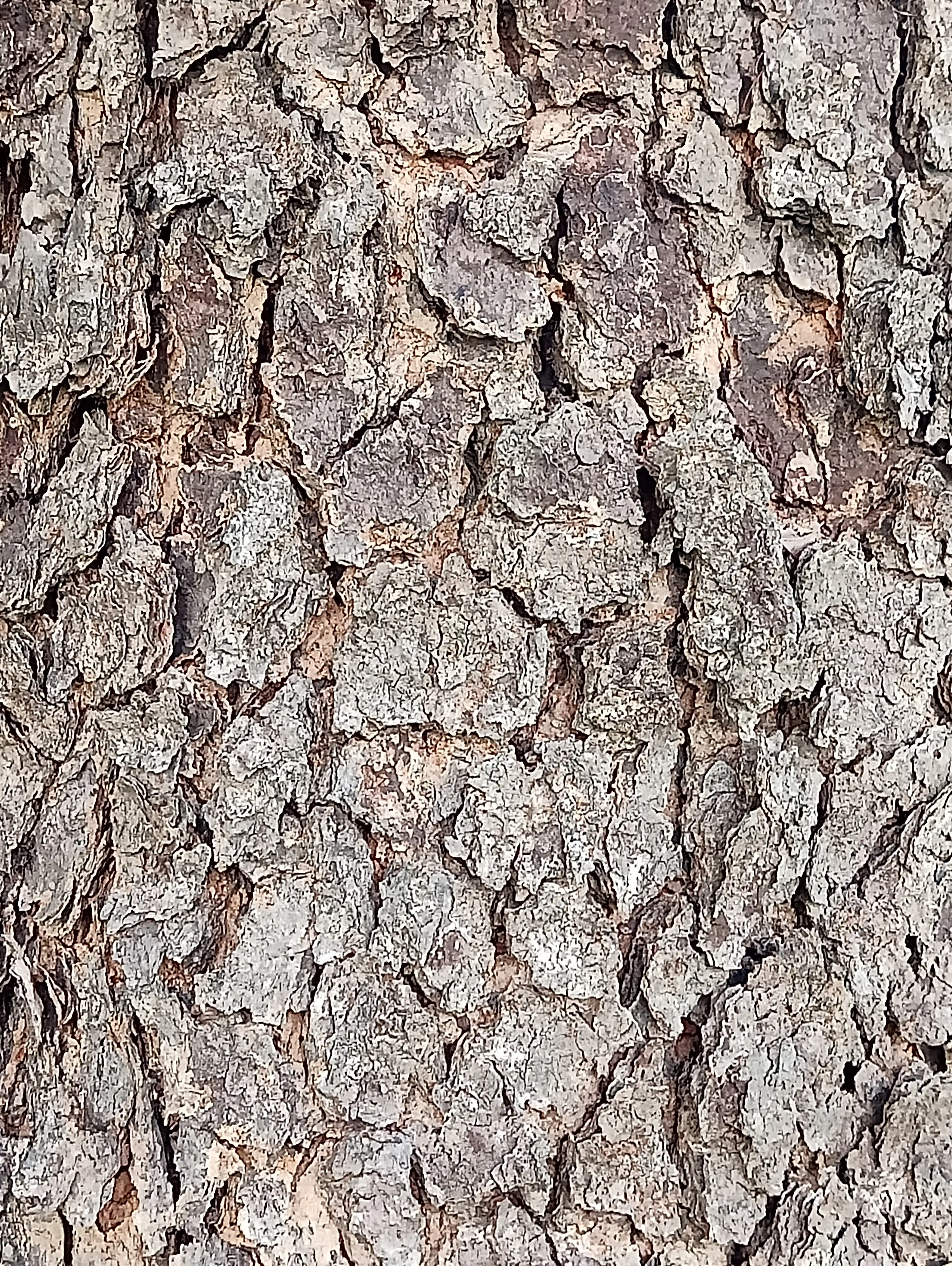 Tree 3