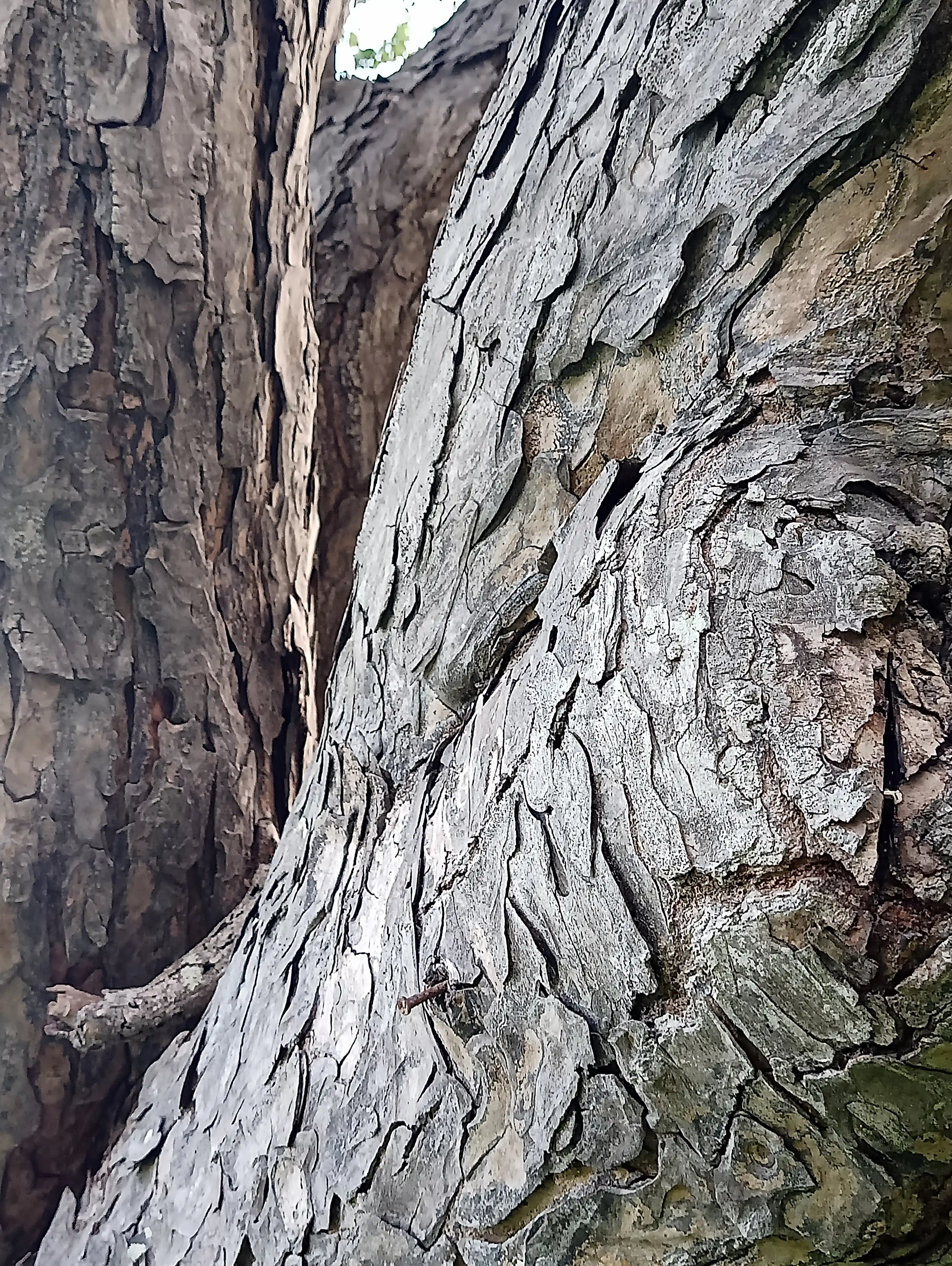 Tree 4