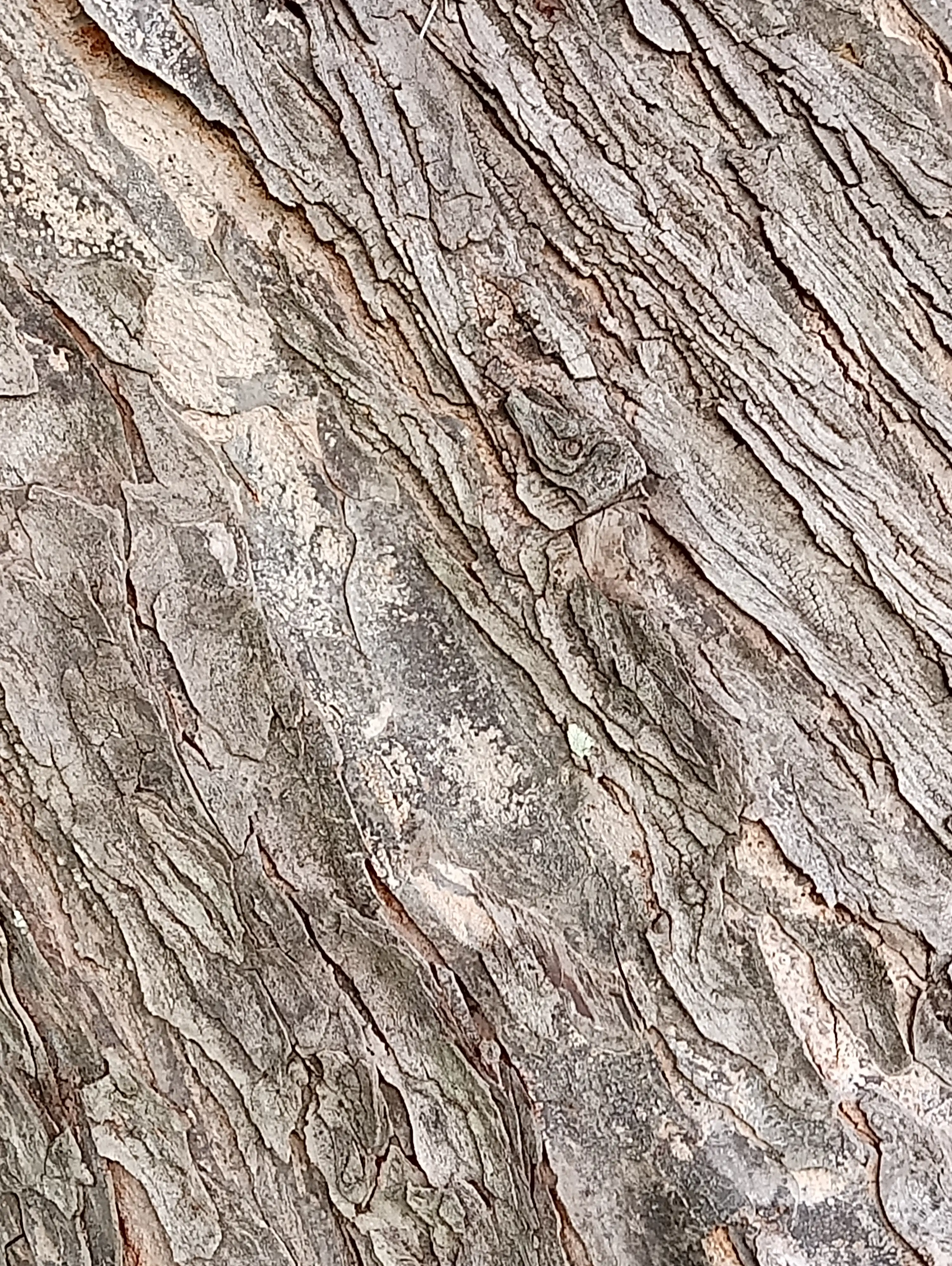 Tree 6