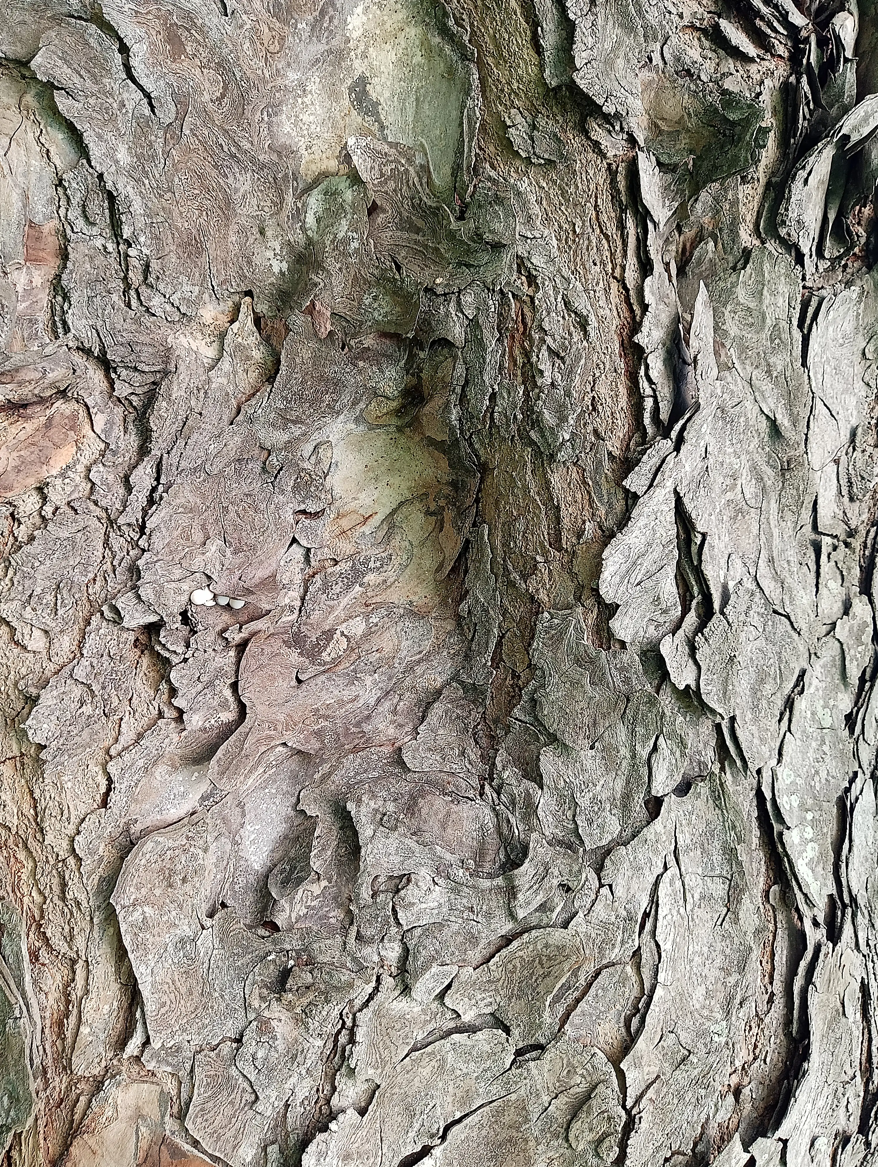 Tree 7