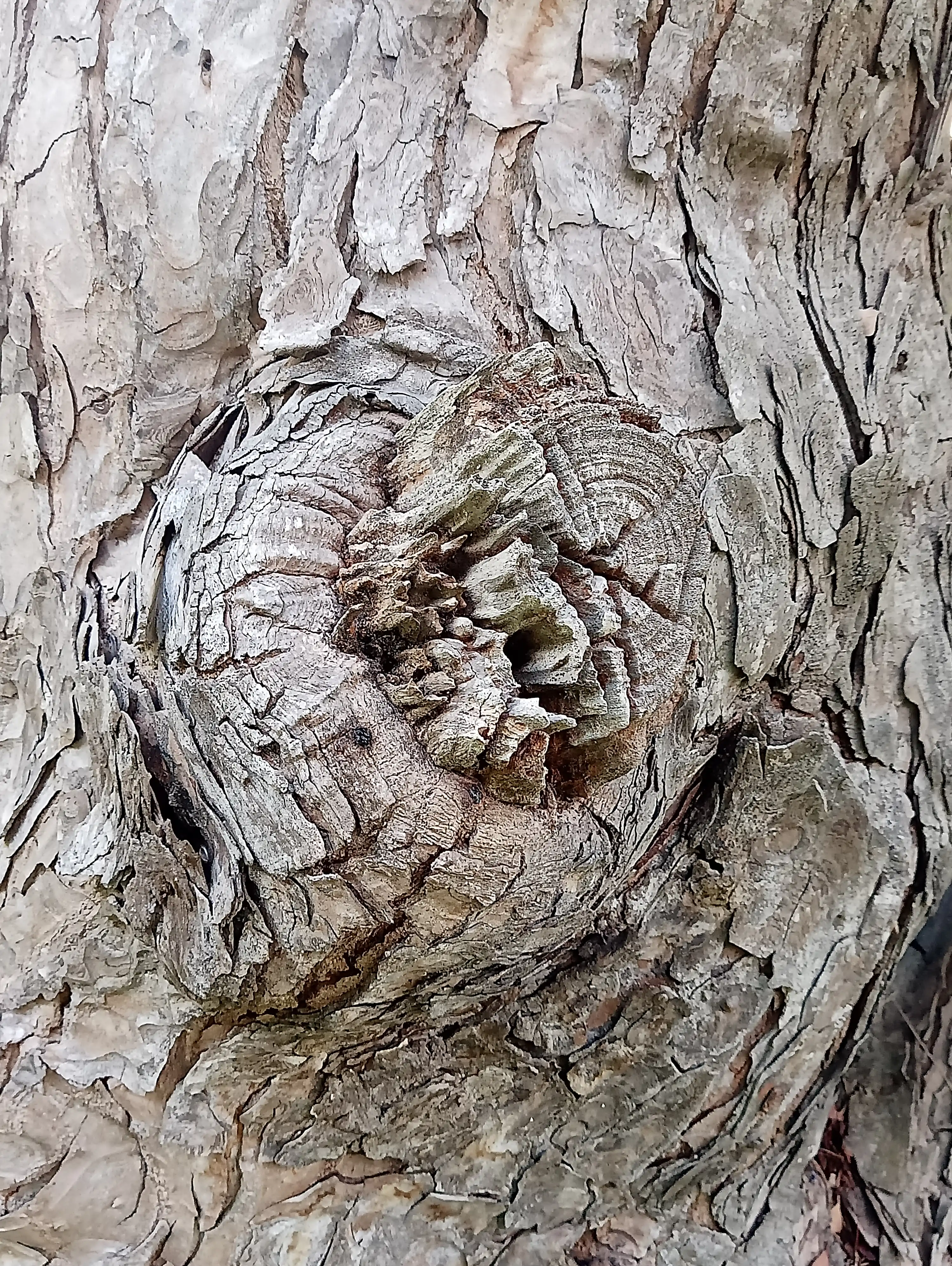Tree 8