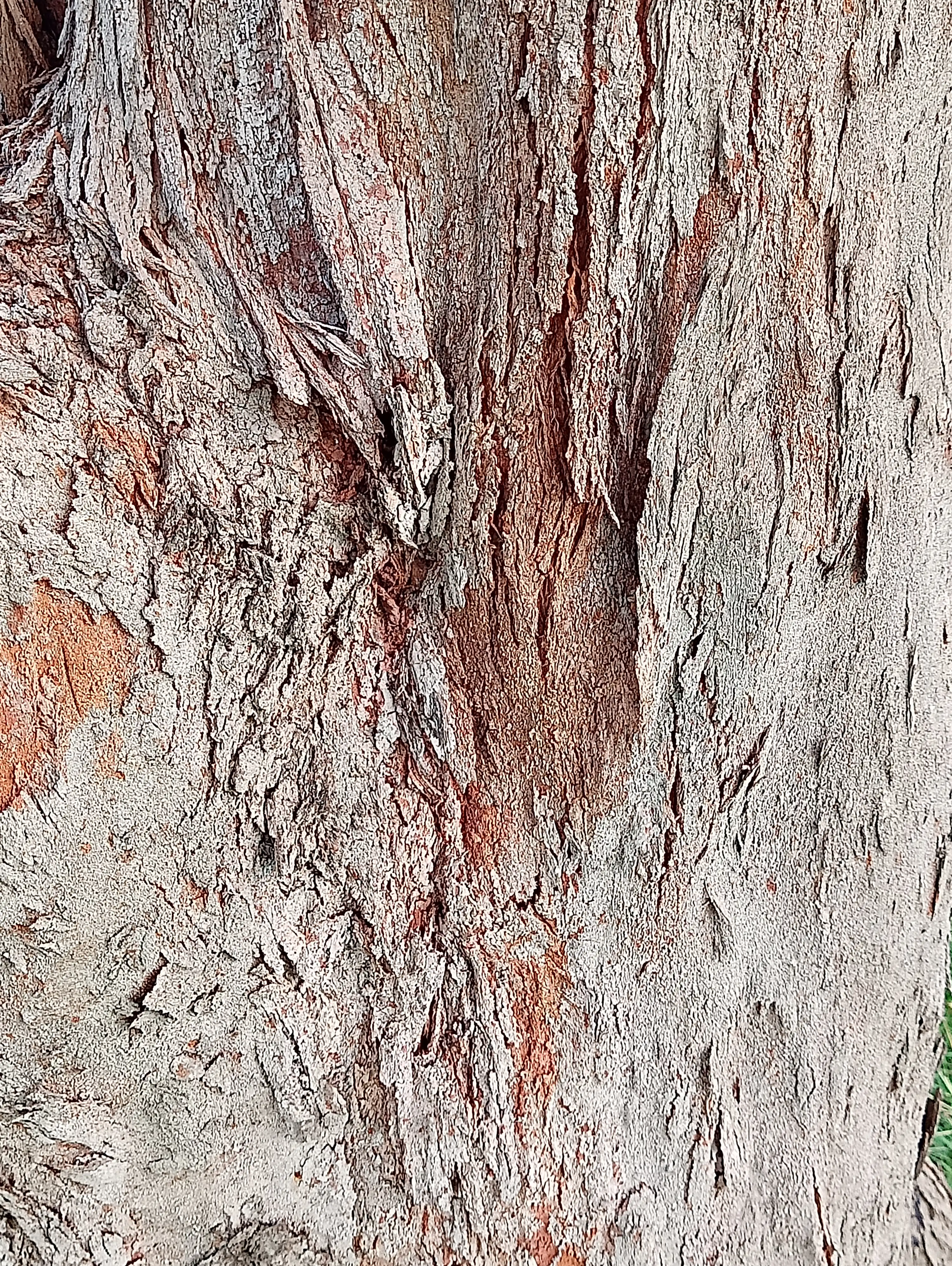 Tree 9
