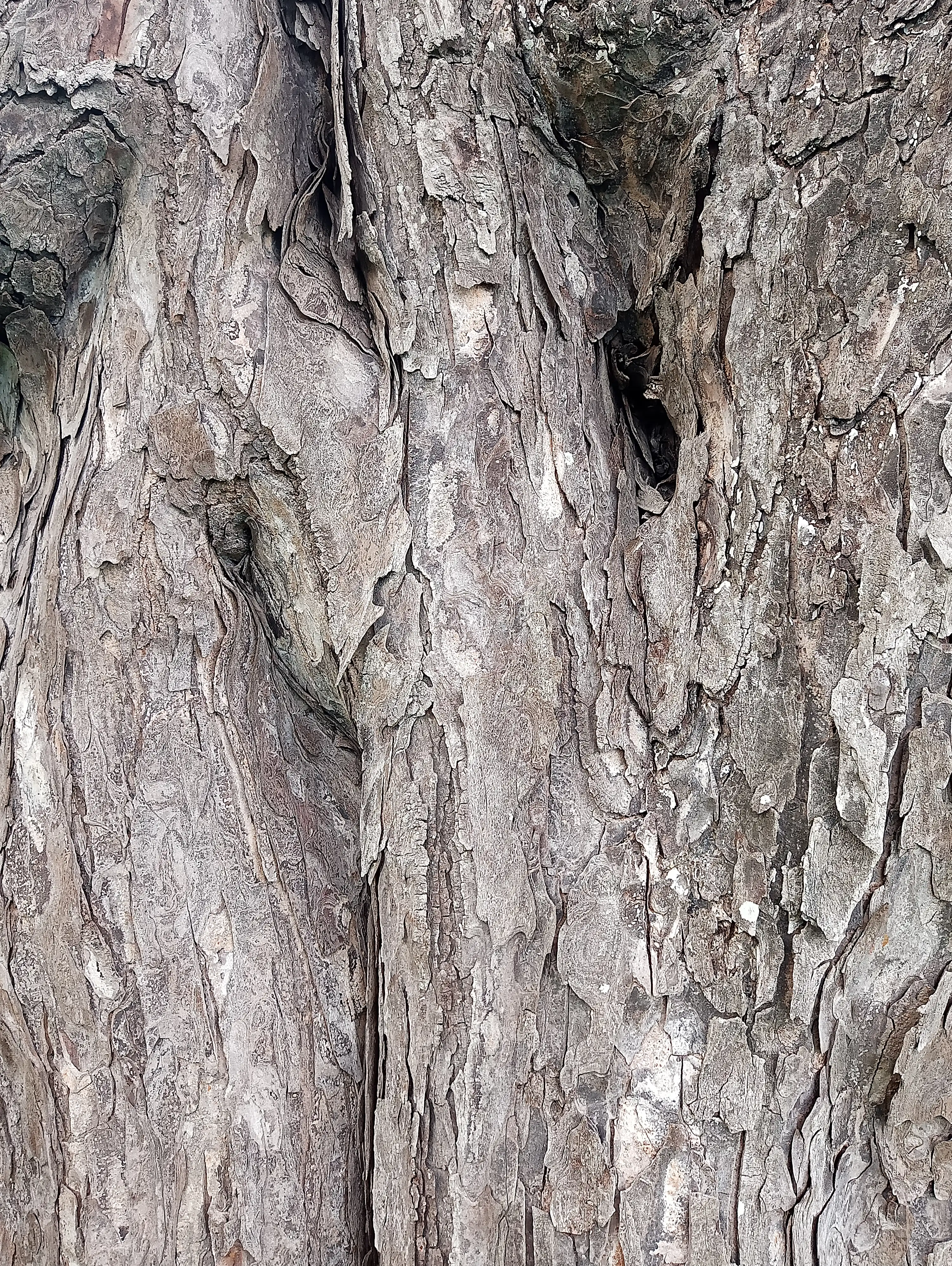 Tree 10