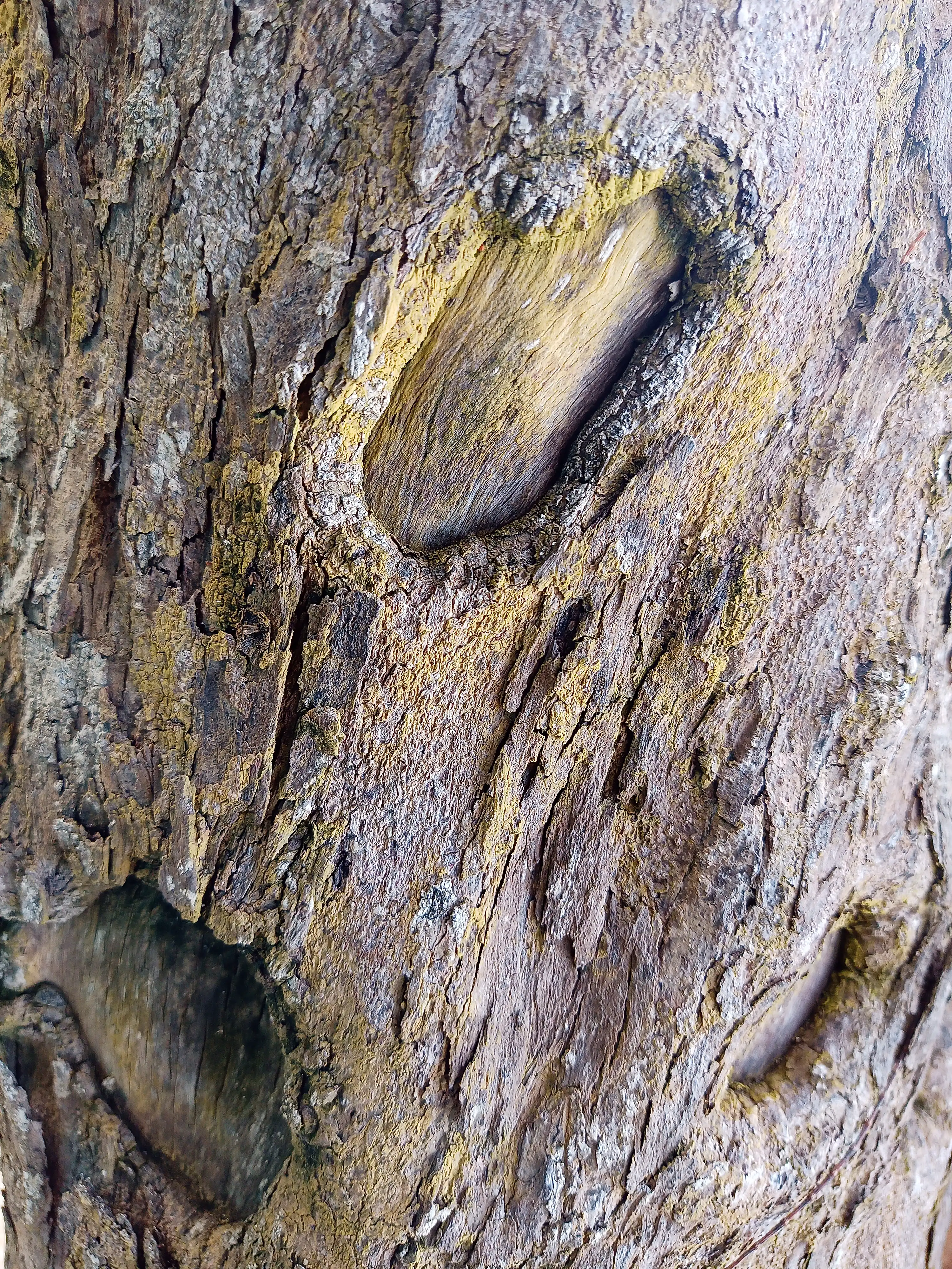 Tree 11