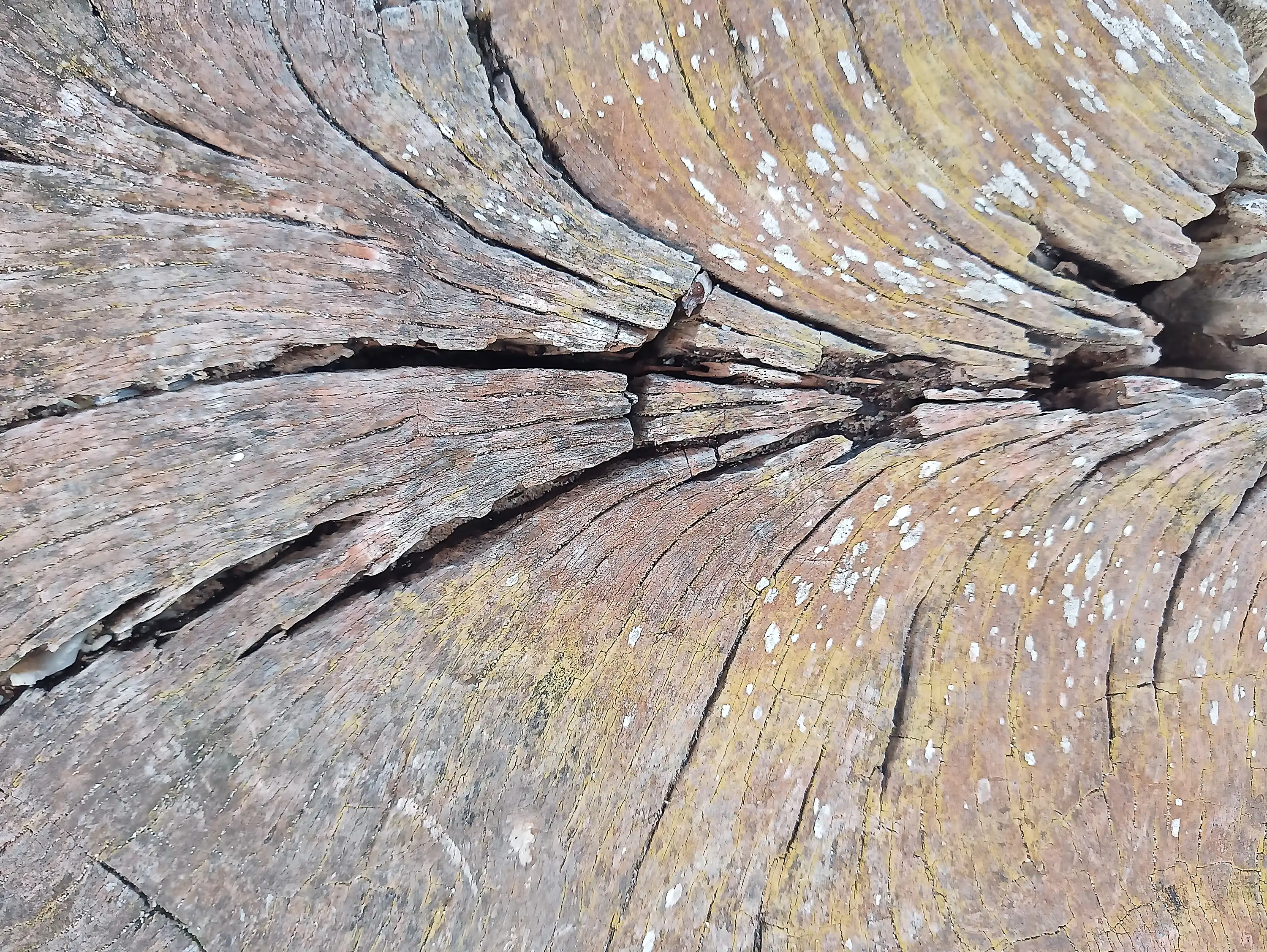 Tree 12
