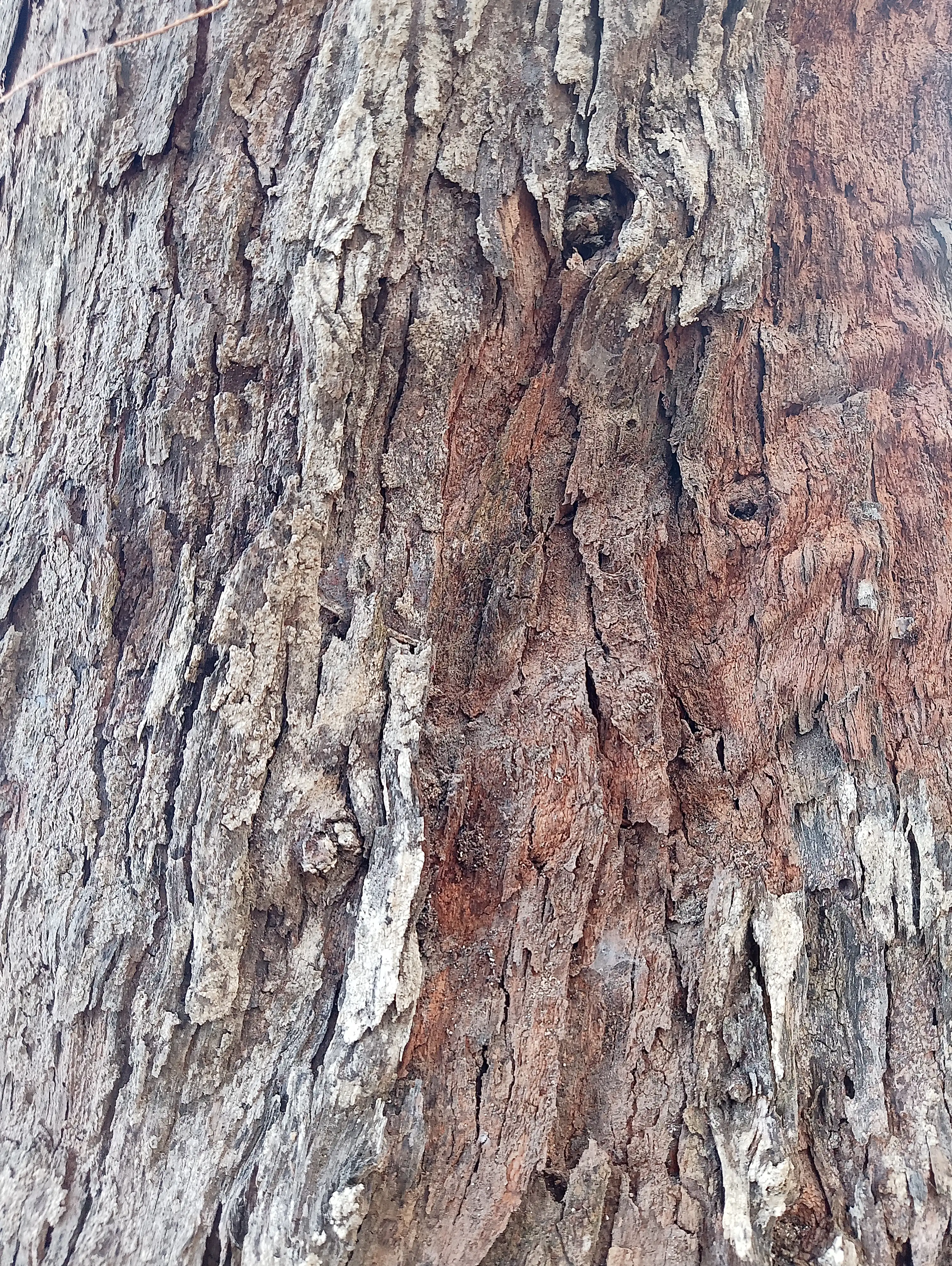 Tree 13