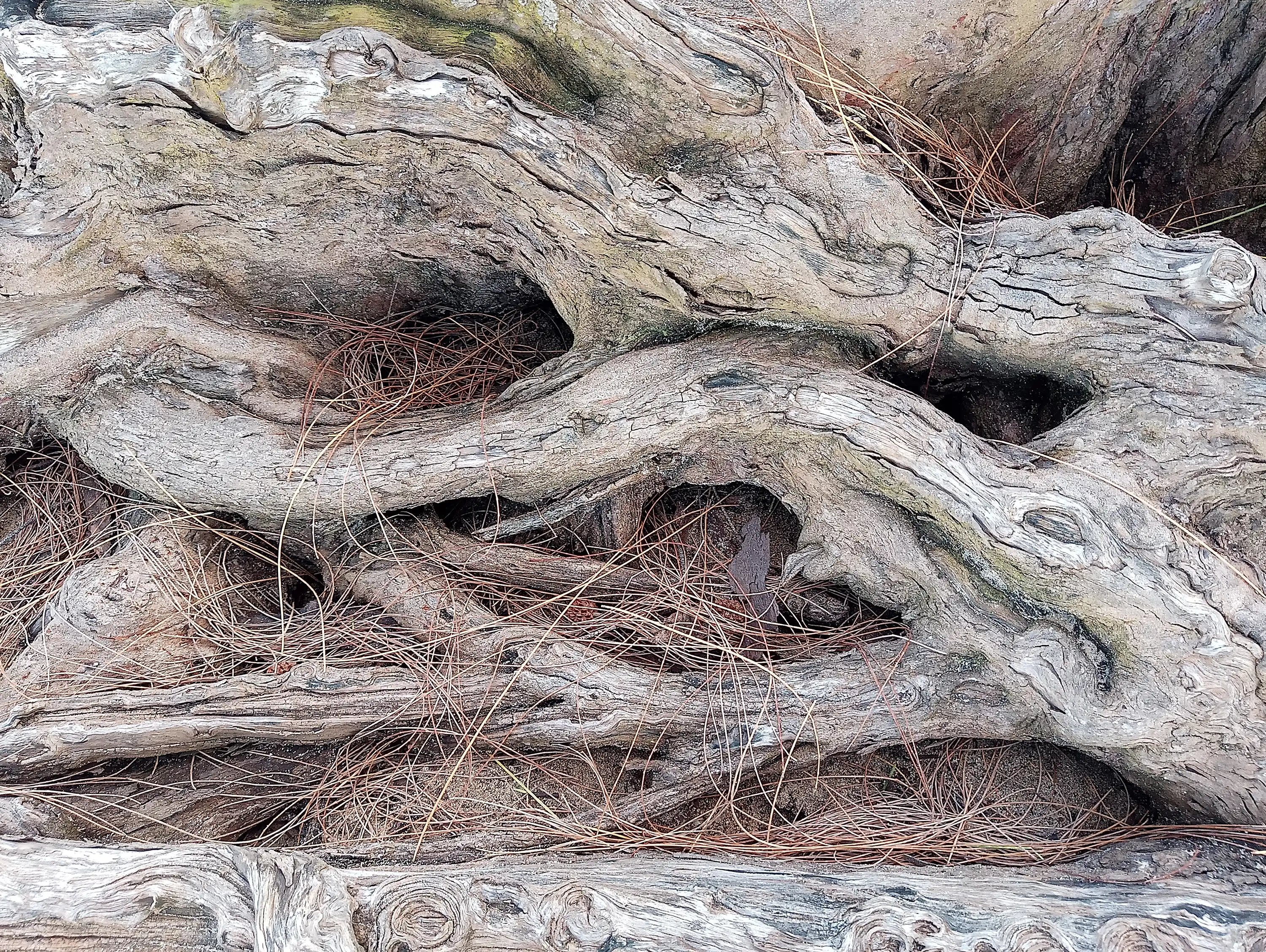Tree 14