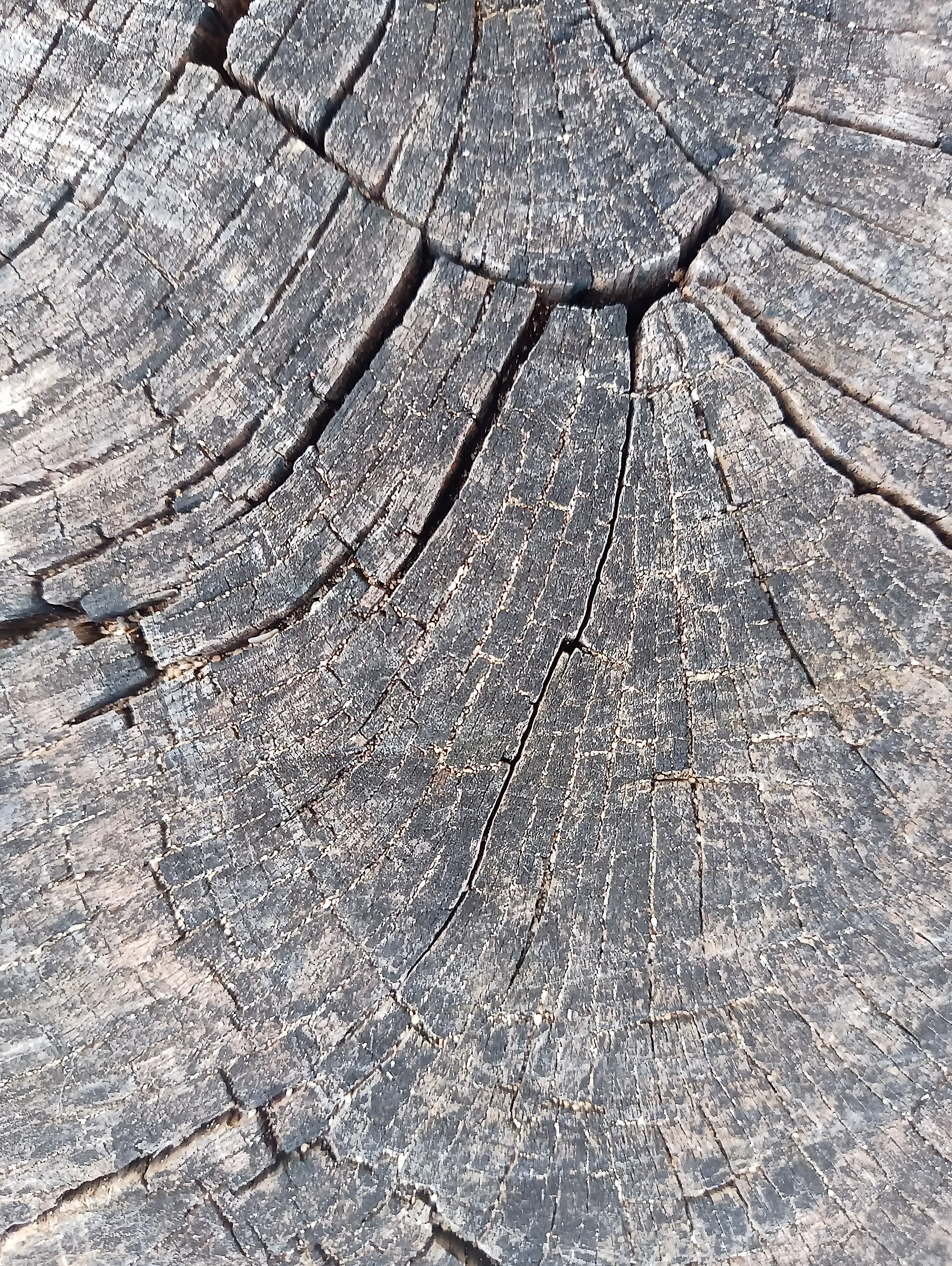 Tree 15