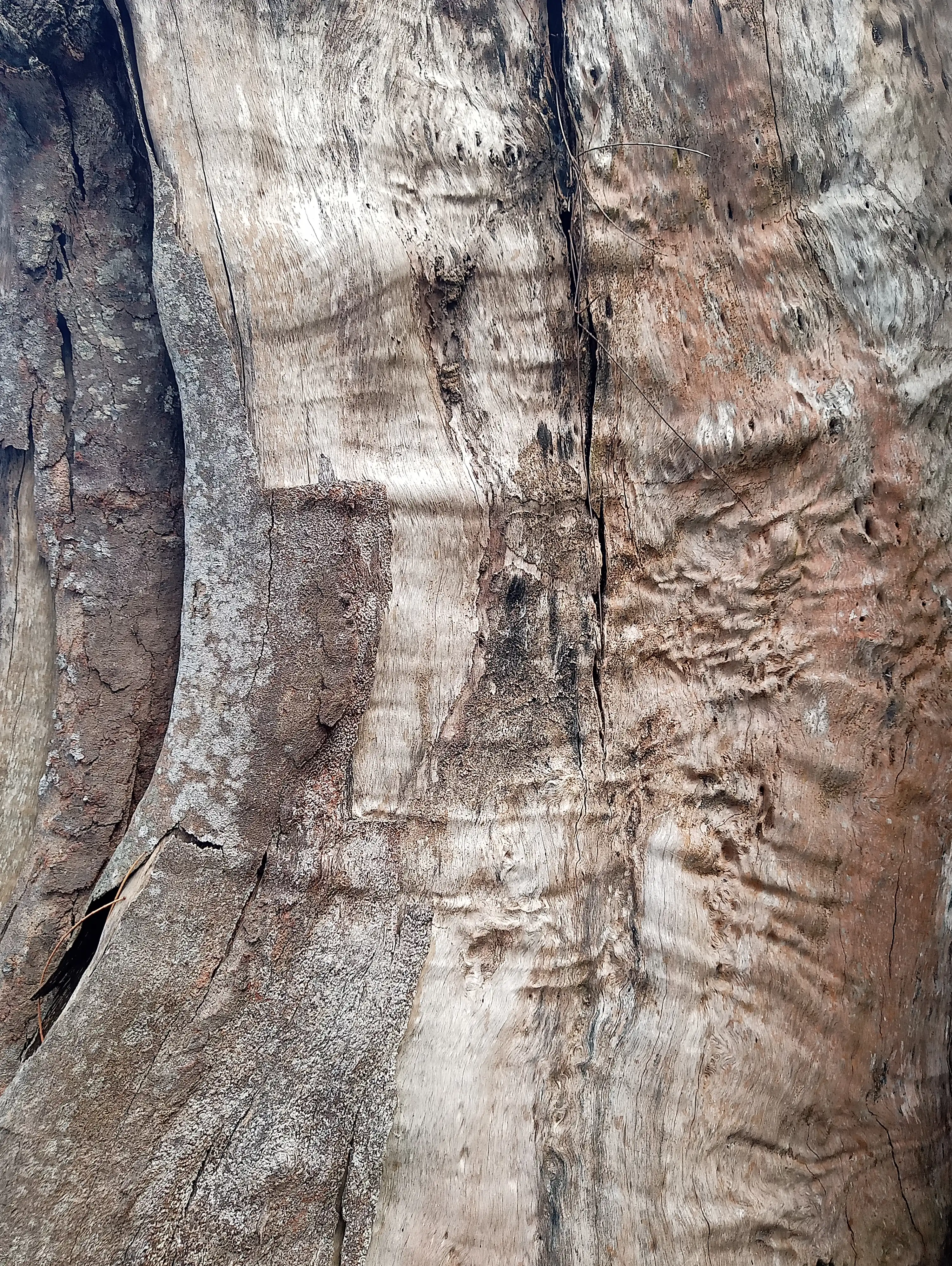 Tree 17