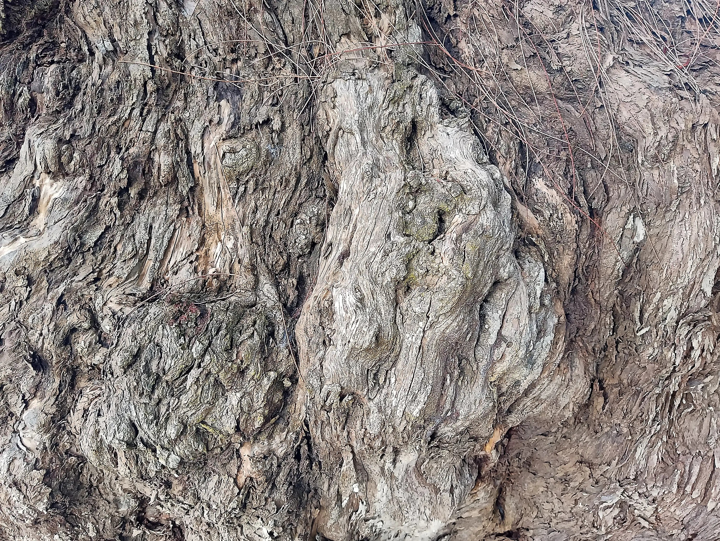 Tree 18