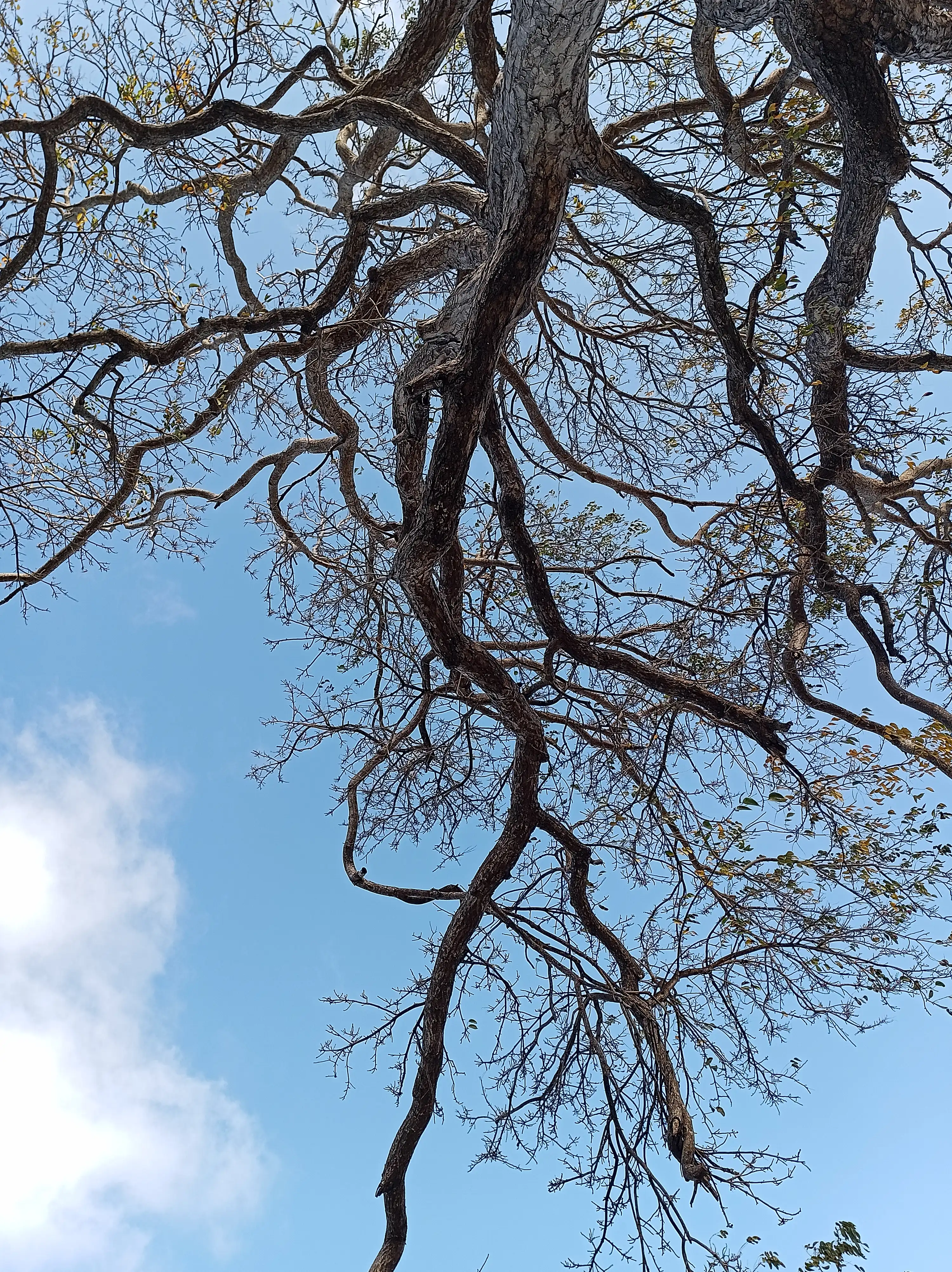 Tree 19